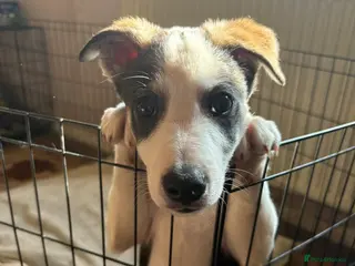 Mixed Breed dogs Male puppy - Advert 4