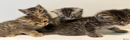 Bengal cats for sale: 4 bengal mix kittens  in London - Advert 6
