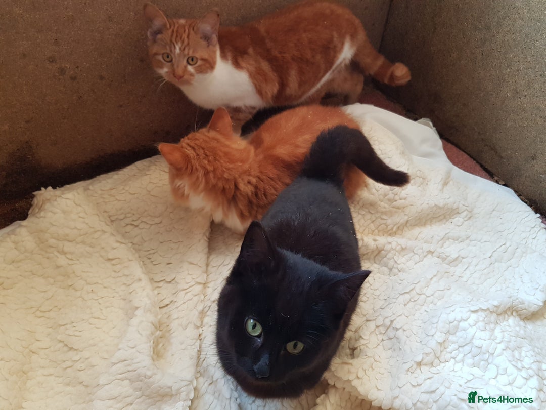 Mixed Breed cats for sale: GORGEOUS KITTENS INCL FEMALE ORANGE TABBY - Advert 8