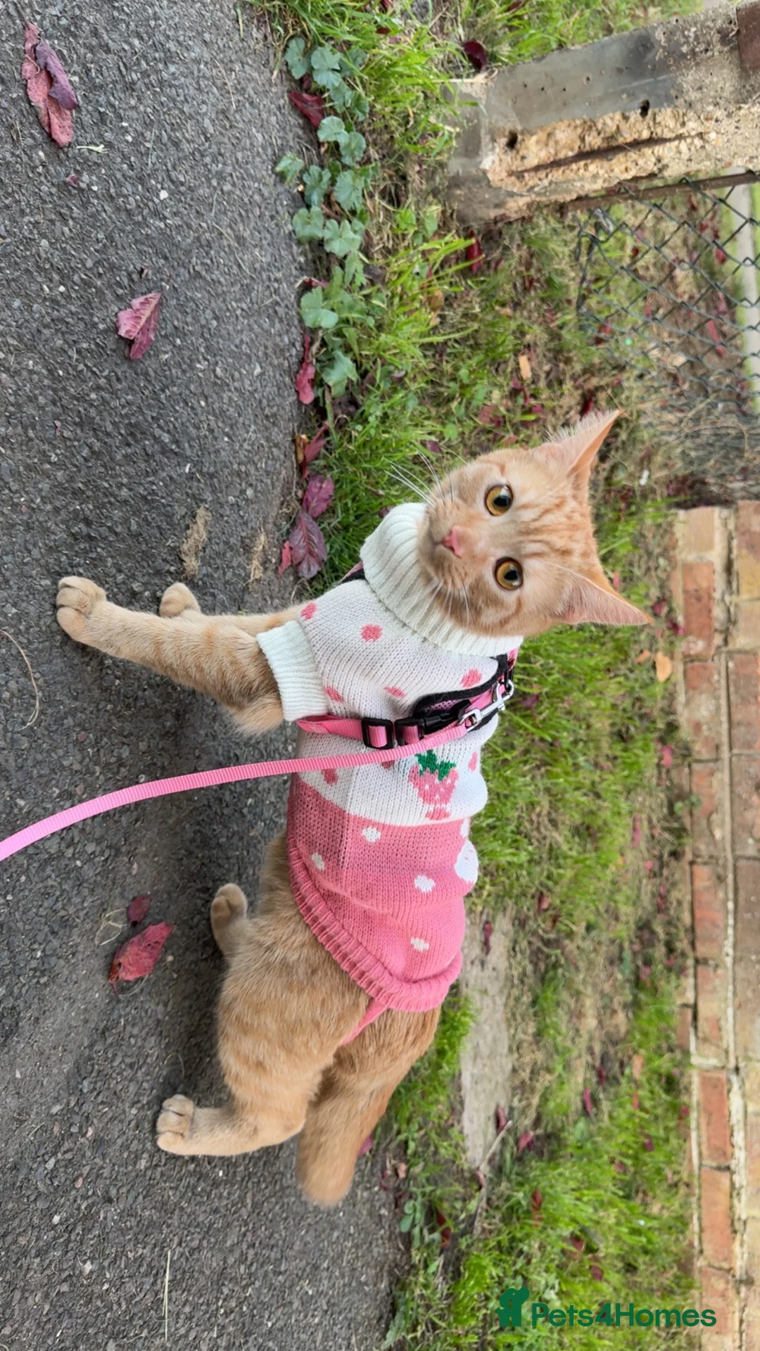 British Shorthair cats for sale: Kittens for sale  - Advert 7