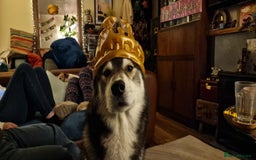 Huskita dogs for stud: Handsome Booboo in Stockport - Image 21