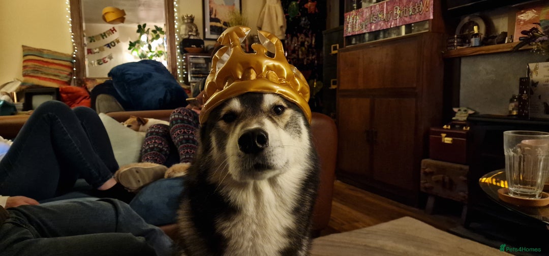 Huskita dogs for stud: Handsome Booboo in Stockport - Image 21