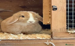 Mini Lop rabbits for sale: Stunning pure mini lop baby rabbits  - Image 19