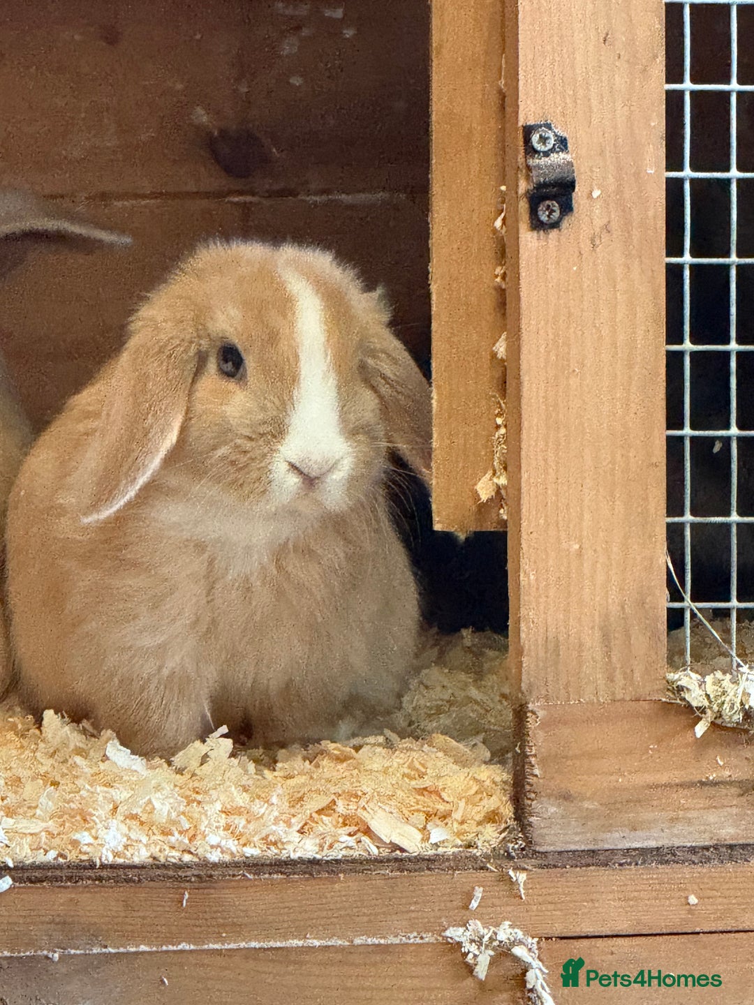Mini Lop rabbits for sale: Stunning pure mini lop baby rabbits  - Image 19