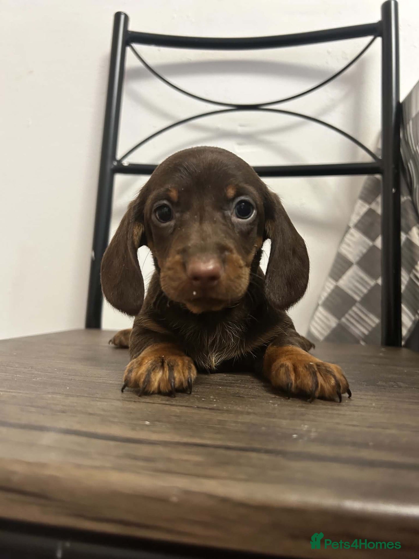 Miniature Dachshund dogs Miniature Dachshunds females and males  - Advert 6