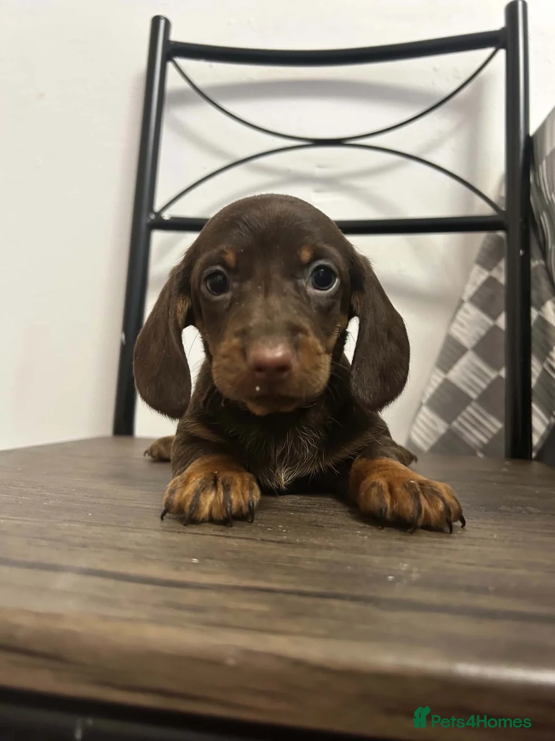 Miniature Dachshund dogs for sale: Miniature Dachshunds females and males  - Advert 1