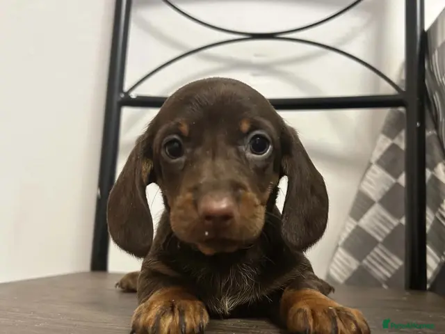 Miniature Dachshund dogs Miniature Dachshunds females and males - Advert 11