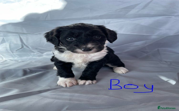 Cockapoo dogs - Advert 1