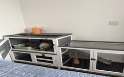 Mini Lop rabbits for sale: Beautiful Mini Lop Bunny - Image 11