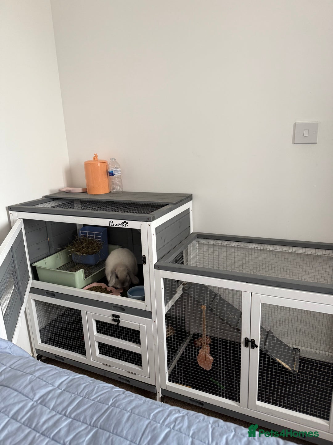 Mini Lop rabbits for sale: Beautiful Mini Lop Bunny - Image 11