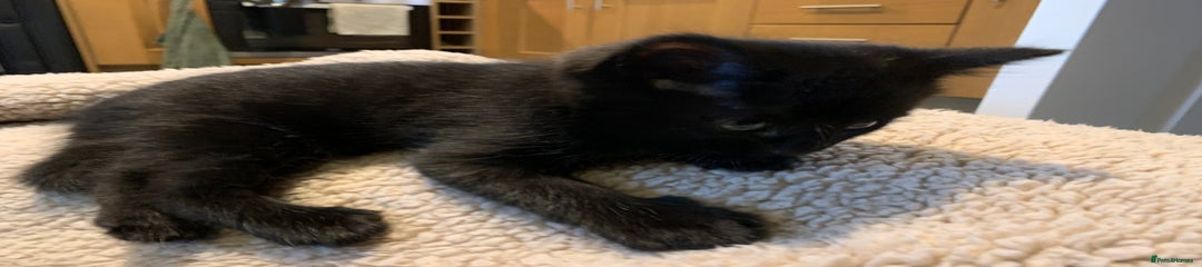 Mixed Breed Kitten 2