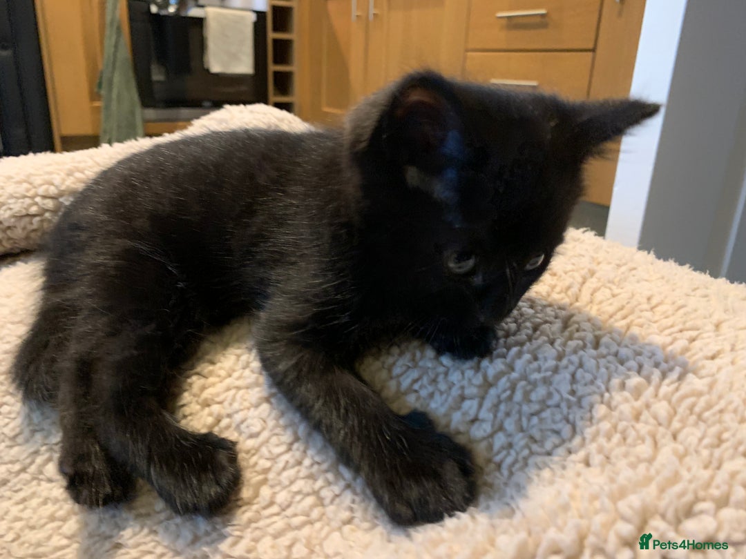 Mixed Breed cats for sale: Black Mixed Breed Kittens - Image 13