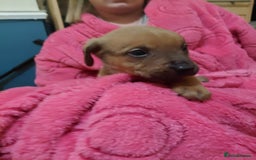 Mixed Breed dogs for sale: Cane corso cross rottweiler pups - Image 5