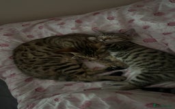 Bengal cats for sale: Half bengal kitten looking for her forever home - Image 7