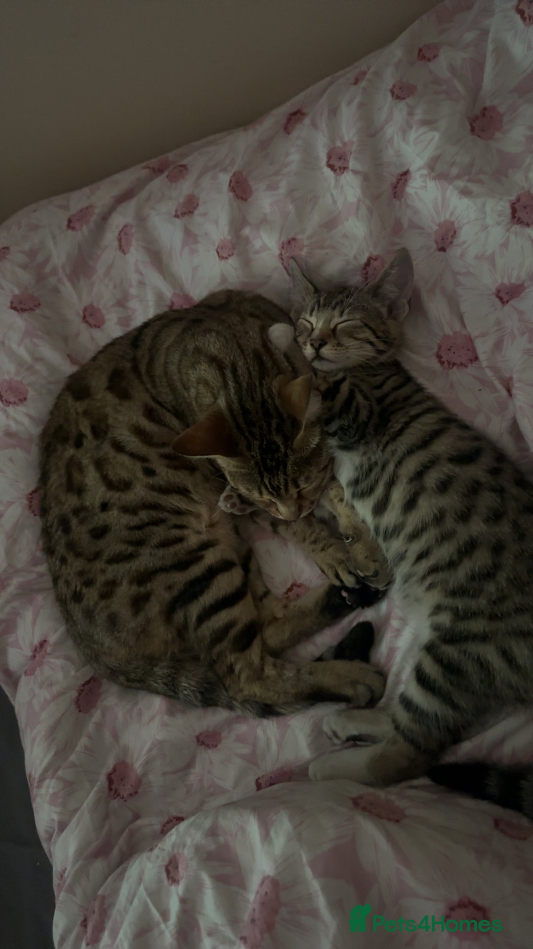 Bengal cats for sale: Half bengal kitten looking for her forever home - Image 7