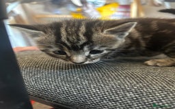 Mixed Breed cats for sale: ✨ Kittens for Sale ✨ - Image 4