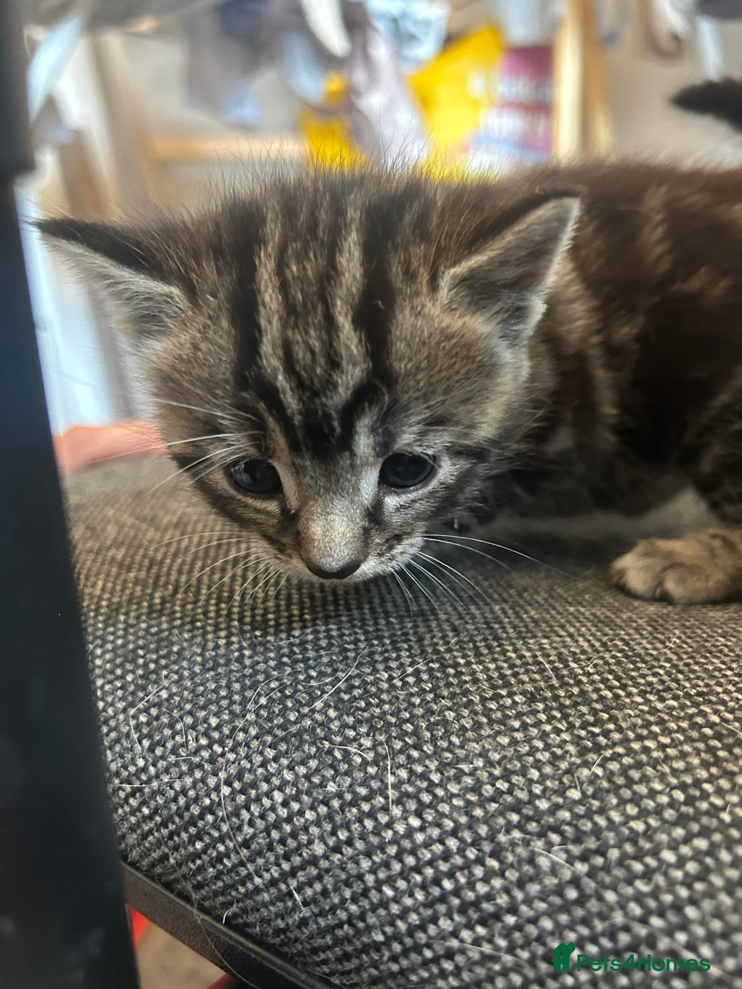 Mixed Breed cats for sale: ✨ Kittens for Sale ✨ - Image 4