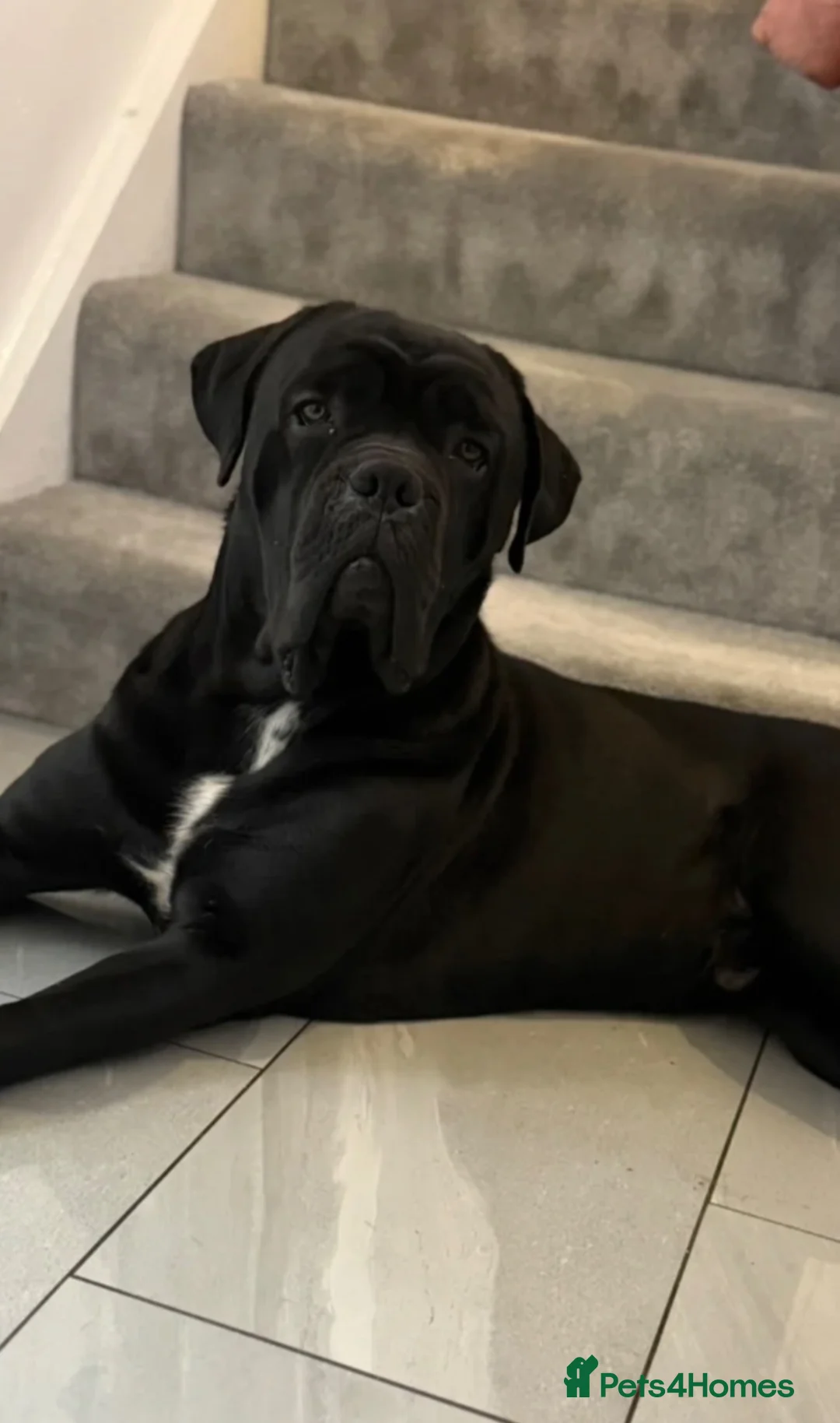 Cane Corso dogs for stud: CANE CORSO STUD! - Advert 2