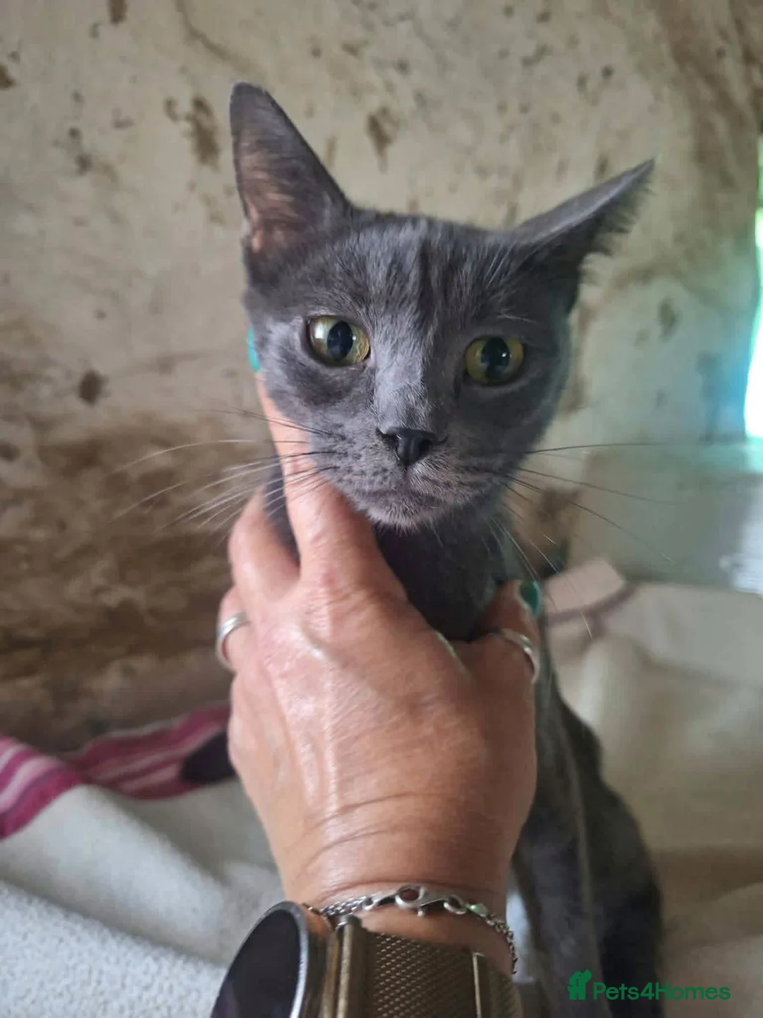 Mixed Breed cats for adoption: Sheba for adoption in Kidlington - Advert 2