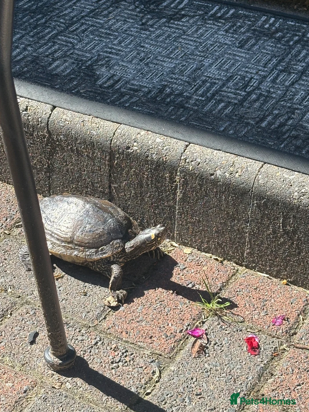 Turtle reptiles for sale: False map turtle  in Liverpool - Advert 2