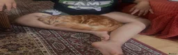 Mixed Breed cats for sale: Ginger house cat  - Advert 4