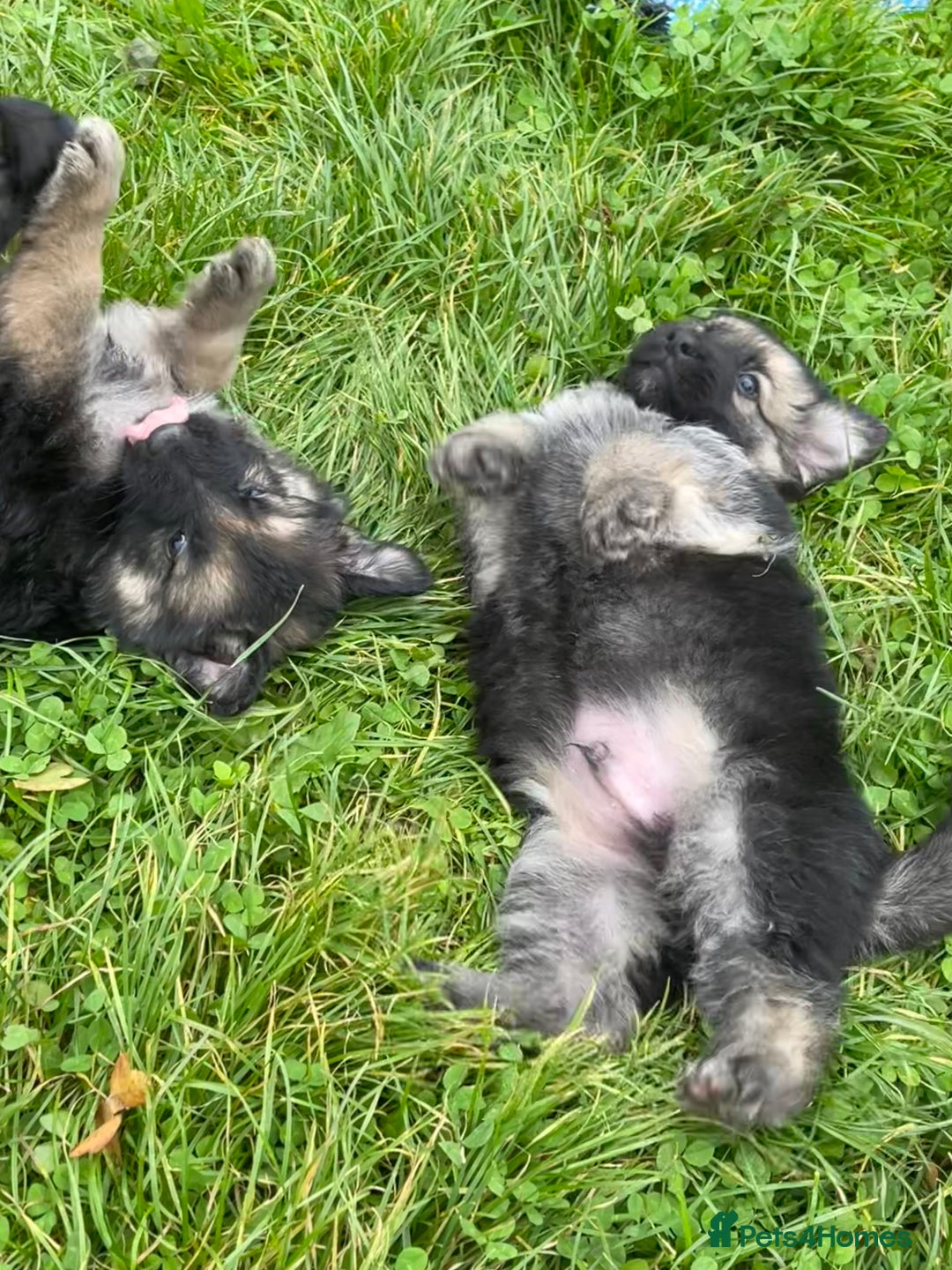German Shepherd dogs for sale: Outstanding long coat German shepherd puppies  - Image 11