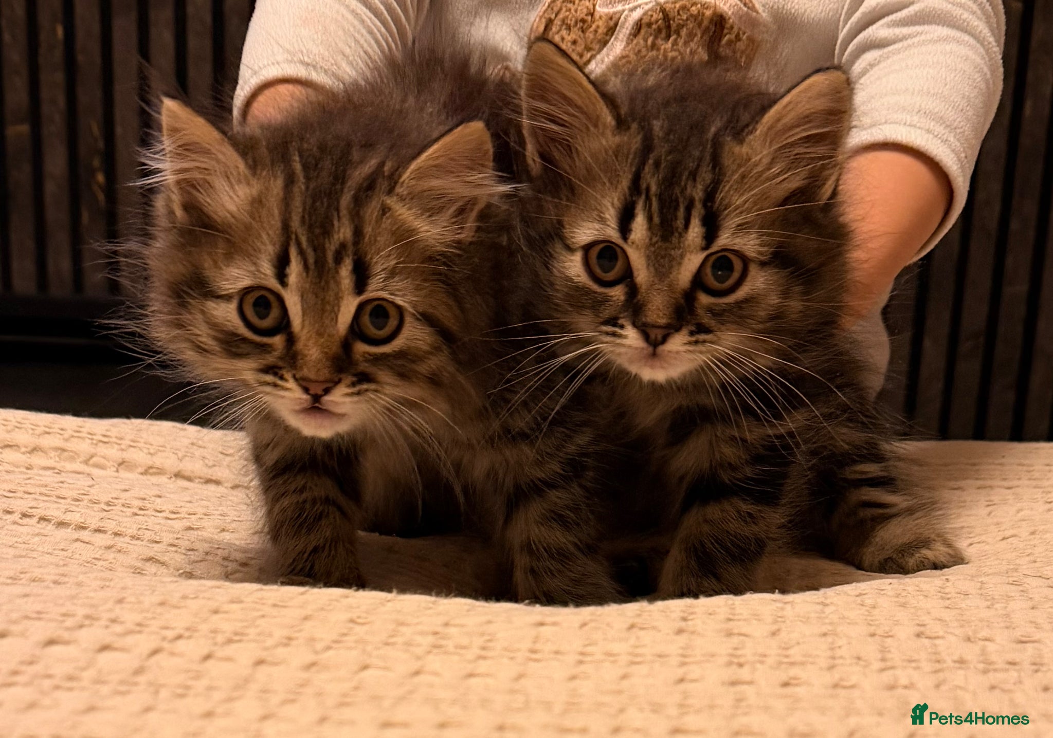 Persian cats READY TO LEAVE- 2 LEFT Persian Kittens - Advert 4