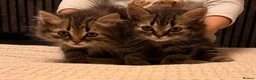 Persian cats for sale: READY TO LEAVE- 2 LEFT Persian Kittens - Advert 3