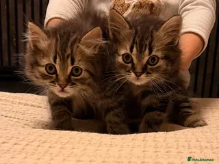 Persian cats READY TO LEAVE- 2 LEFT Persian Kittens - Advert 5