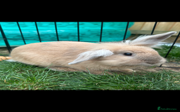 Dwarf Lop rabbits for sale: 2 female rabbits  - Image 1