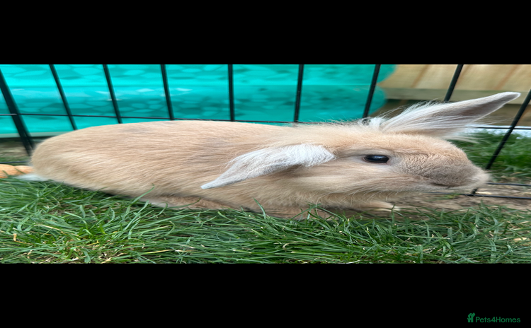 Dwarf Lop rabbits - Advert 1