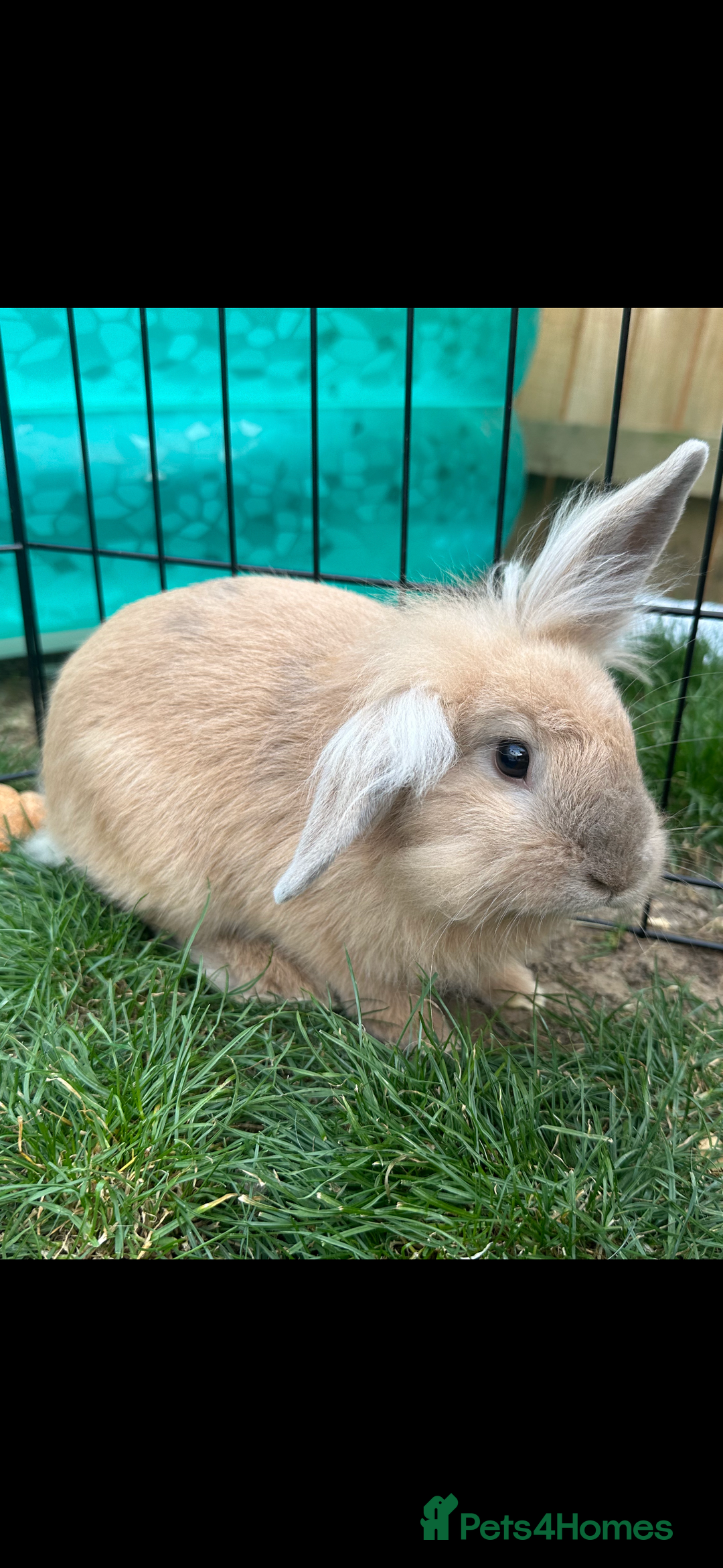 Dwarf Lop rabbits for sale: 2 female rabbits  - Image 1