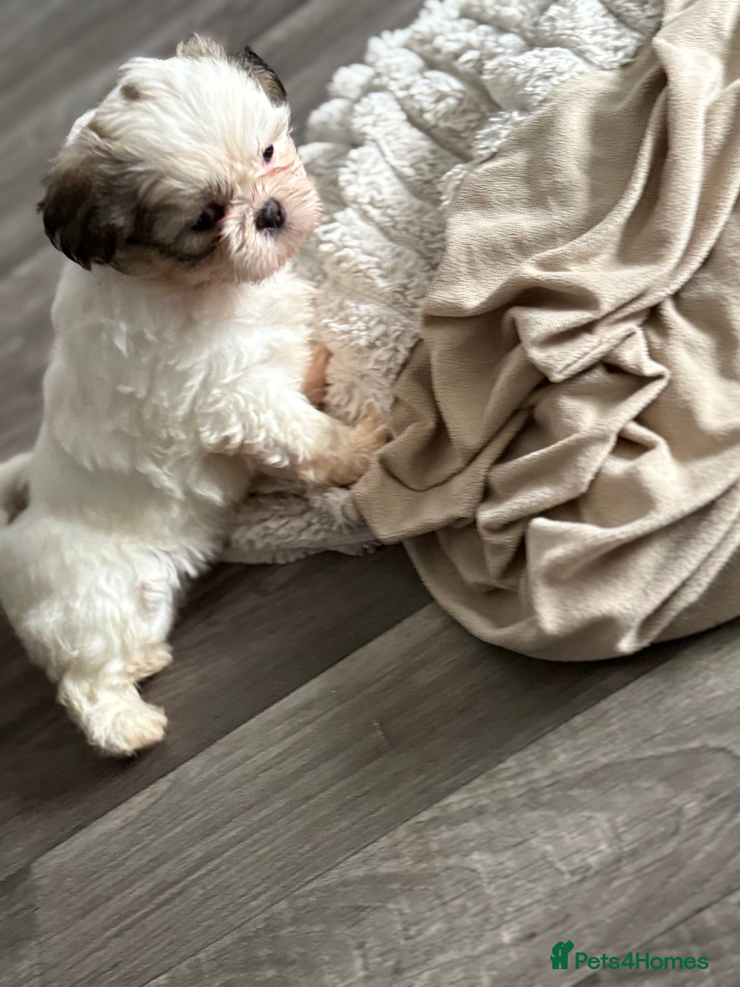 Shih Tzu dogs for sale: 4 Shih tzu girls  - Image 25