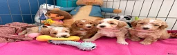 Maltipoo dogs for stud: Beautiful Maltipoo Stud 🐶 - Advert 3