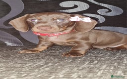 Miniature Dachshund dogs for sale: 💜 STUNNING MINIATURE CHOCOLATE Dachshunds💜 - Image 6
