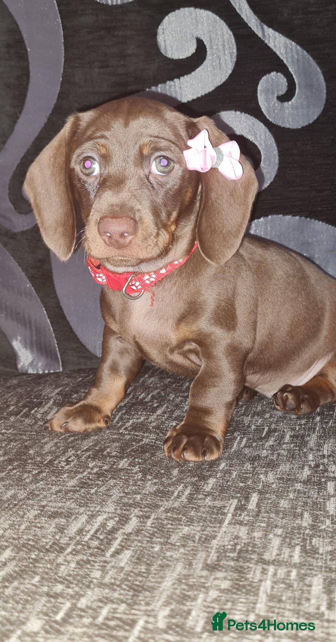 Miniature Dachshund dogs for sale: 💜 STUNNING MINIATURE CHOCOLATE Dachshunds💜 - Image 6