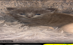 British Shorthair cats for sale: Cross British shorthair MALE ONLY ready!!!❌❌❌❌ - Image 3