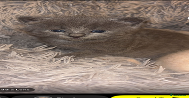 British Shorthair cats - Advert 7