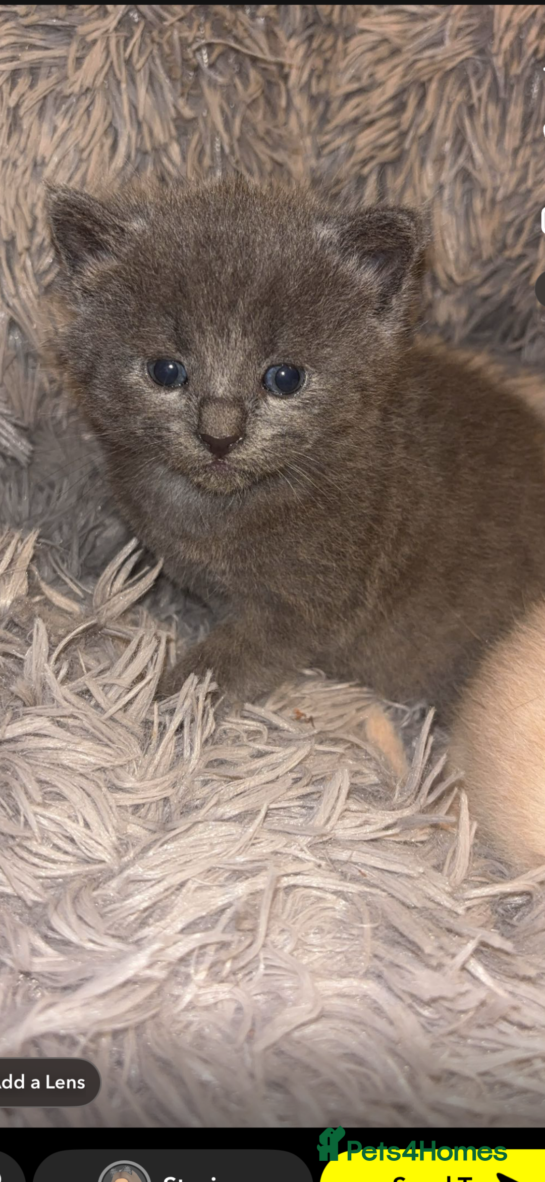 British Shorthair cats for sale: Cross British shorthair MALE ONLY ready!!!❌❌❌❌ - Image 3
