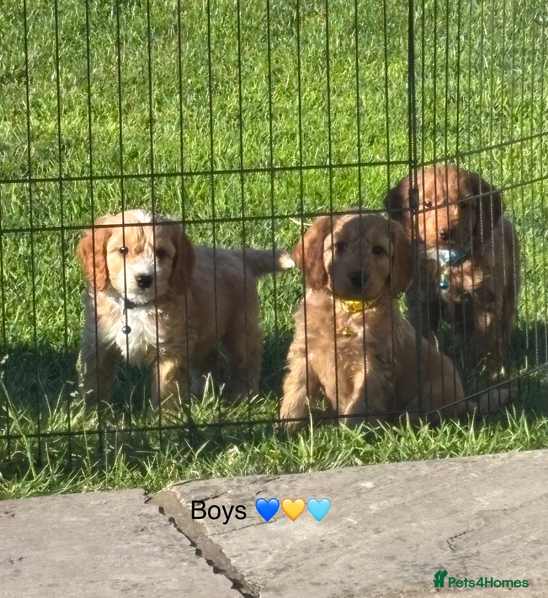 Cockapoo dogs for sale: F1 Cockapoo Puppies DNA hereditary clear - Image 12