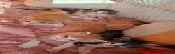 Mixed Breed cats for sale: Female  - Advert 13