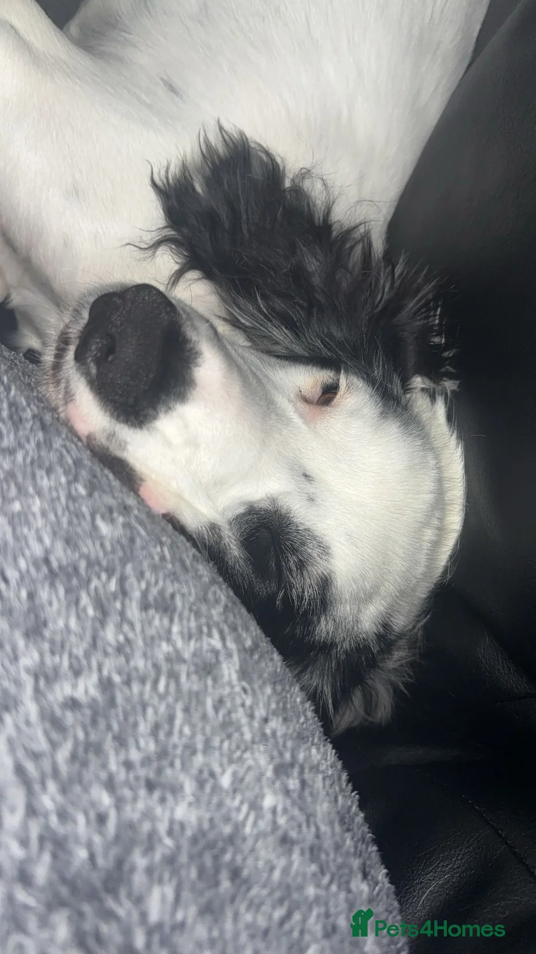 Cocker Spaniel dogs for sale: 6 month old cocker spaniel  - Advert 2