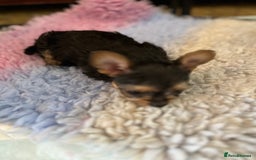 Chorkie dogs for sale: Chorkie puppies  - Image 7