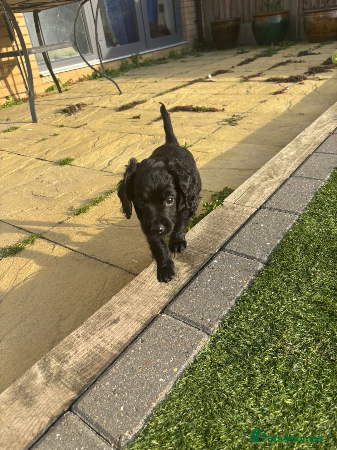 Cavapoo dogs for sale: Our clever little Ricki is ready to leave now!  - Image 27