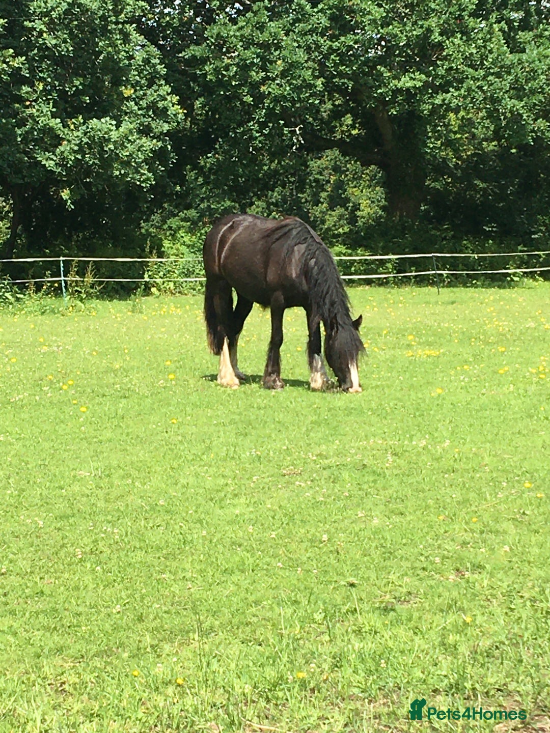 Irish Cob horses for sale: 14hh Cob X Welsh 6 years old  - Advert 4