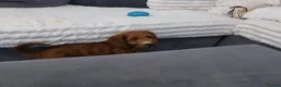Cockapoo dogs for sale: Red and apricot cockedpoo puppys - Advert 6