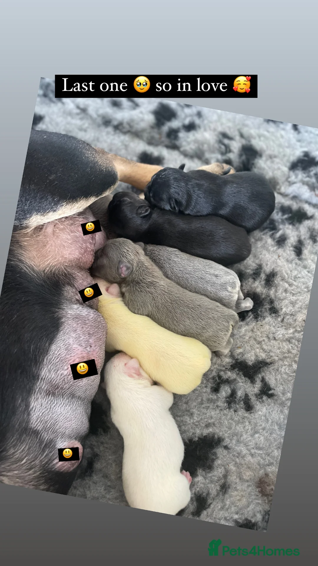 French Bulldog dogs for stud: 🌟HEALTH TESTED L4 FLUFFY CARRIER🌟 in Wishaw - Advert 4