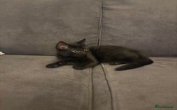 British Shorthair cats for sale: 🐾 Adorable Baby Kittens for Sale! 🐾 - Image 6