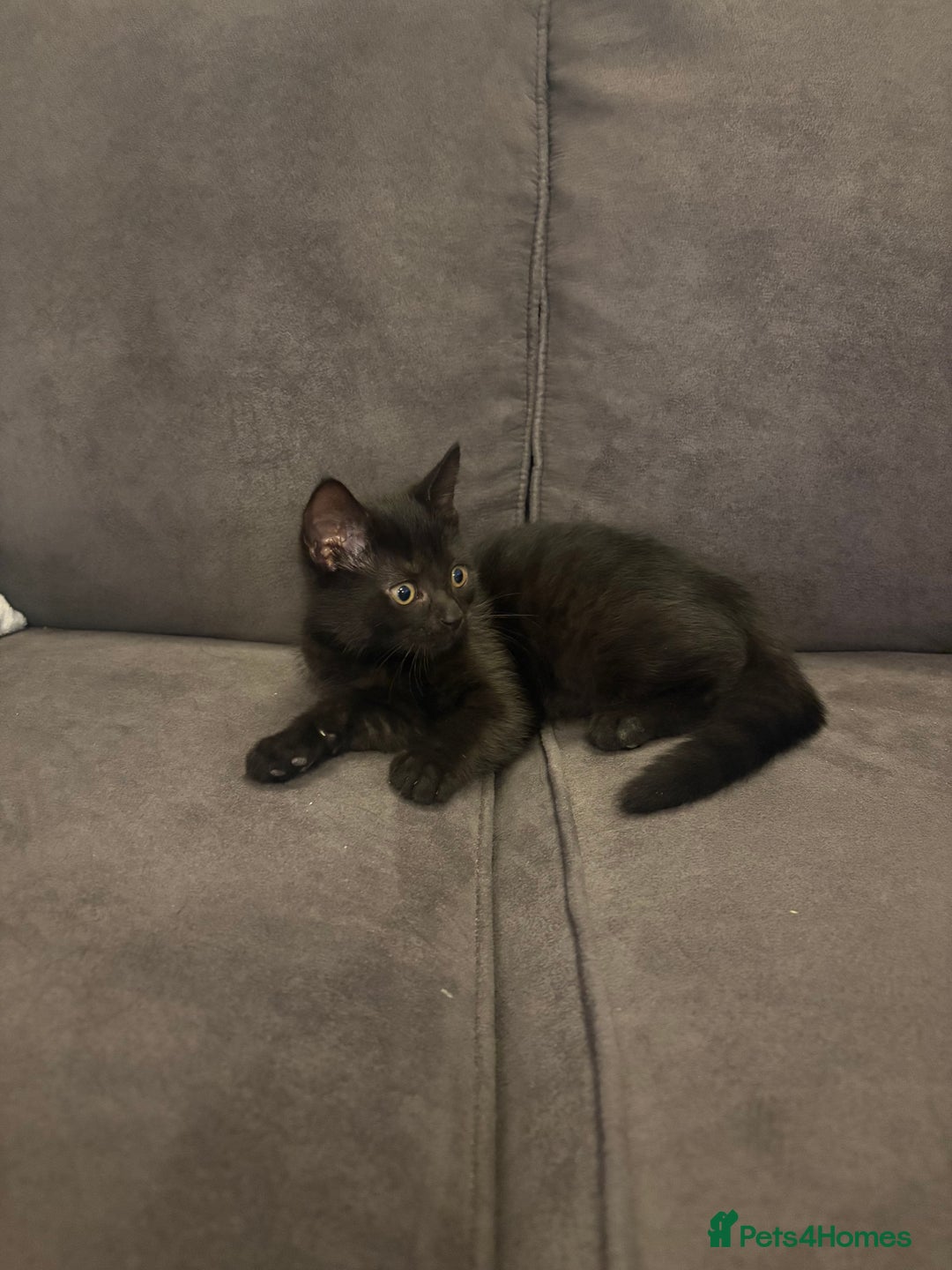 British Shorthair cats for sale: 🐾 Adorable Baby Kittens for Sale! 🐾 - Image 6