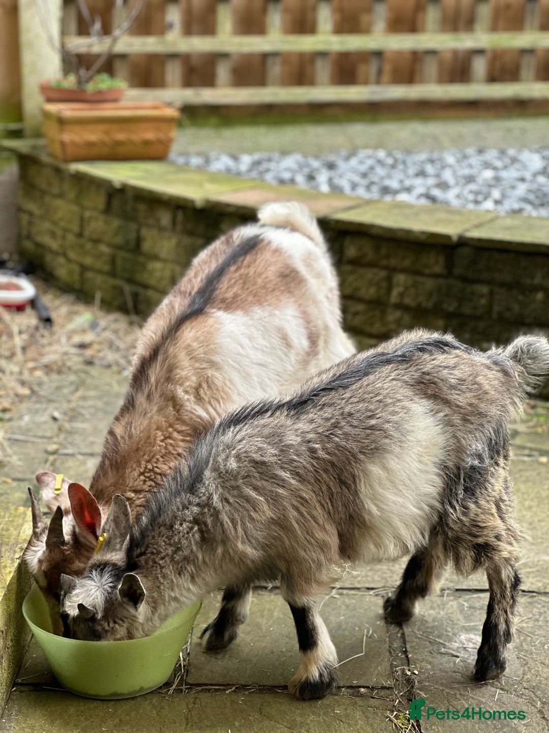 Goats livestock for sale: Wethered Pygmy Goat for rehoming - Image 2